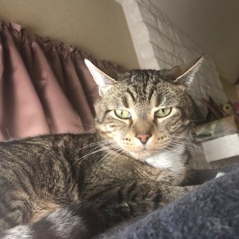Bastrop Veterinary Hospital - Little Brother! " you woke me up for this!" - Veterinarians Near Me - Bastrop, Texas Bastrop Veterinary Hospital - Little Brother! " you woke me up for this!" - Veterinarians Near Me - Bastrop, Texas