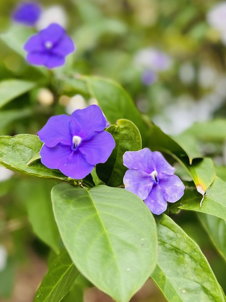 Deerfield Beach Arboretum Image