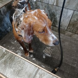 Pet Supermarket - Willow and her wonderful wash!!