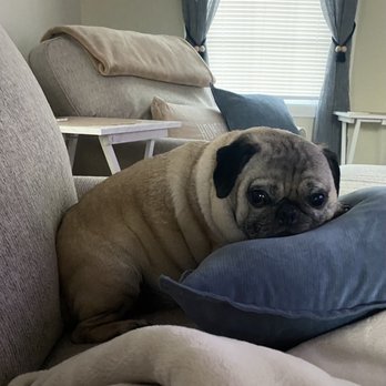 Rockingham Emergency Veterinary Hospital - Nugget having a rest! - Veterinarians Near Me - Windham, New Hampshire Rockingham Emergency Veterinary Hospital - Nugget having a rest! - Veterinarians Near Me - Windham, New Hampshire