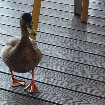 Back Bay Pool Bar & Grill - A duck - American Near Me - Orlando, Florida Back Bay Pool Bar & Grill - A duck - American Near Me - Orlando, Florida