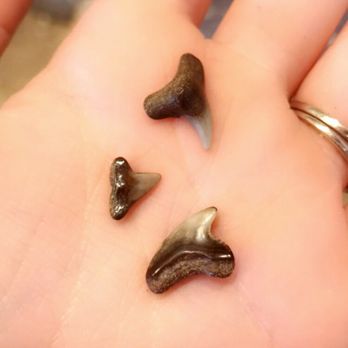 Calvert Marine Museum - Shark teeth I found :) - Museums Near Me - Solomons, Maryland