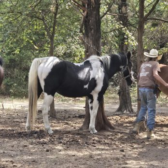 Cowboy Andy's Rocking A Ranch - Poor weight swaybacked horse - Horseback Riding Near Me Cowboy Andy's Rocking A Ranch - Poor weight swaybacked horse - Horseback Riding Near Me