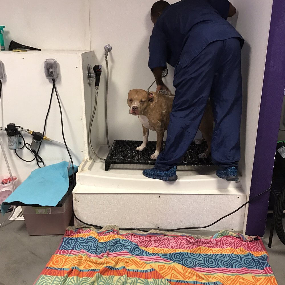 Calling All Paws - Pet Groomers Near Me - Las Vegas, Nevada Calling All Paws - Pet Groomers Near Me - Las Vegas, Nevada