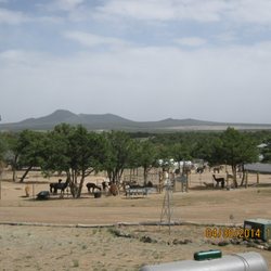 High Country Alpaca Ranch - Alpacas