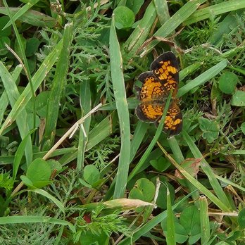 Hayfields State Park - I thought this was something else but Gemini says its a Pearl Crescent. Some of these look alike but they're different. - Parks Near Me - Williamsville, Virginia