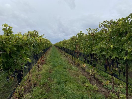 Ravine Vineyard Estate Winery by null