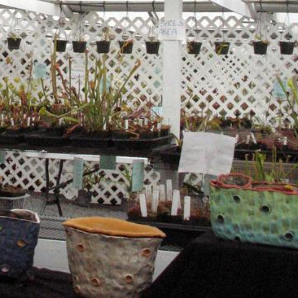 California Carnivores - Nurseries & Gardening Near Me - Sebastopol, California California Carnivores - Nurseries & Gardening Near Me - Sebastopol, California
