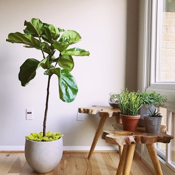 Ginkgo Gardens - Fiddle leaf fig! So beautiful! - Nurseries & Gardening Near Me - Washington, DC, District of Columbia Ginkgo Gardens - Fiddle leaf fig! So beautiful! - Nurseries & Gardening Near Me - Washington, DC, District of Columbia
