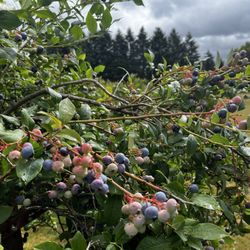 Fred's Place - Blueberries You Pick