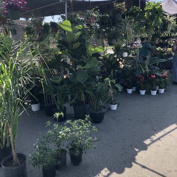 Rise And Grind Coffee - Plants - Food Trucks Near Me Rise And Grind Coffee - Plants - Food Trucks Near Me
