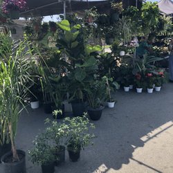 Rise And Grind Coffee - Plants