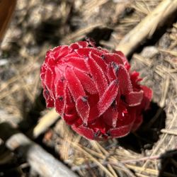 High Meadow Trailhead - No idea what these are but they sure are vibrant!