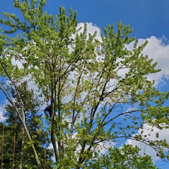 GTO Tree Service - Tree Services Near Me GTO Tree Service - Tree Services Near Me