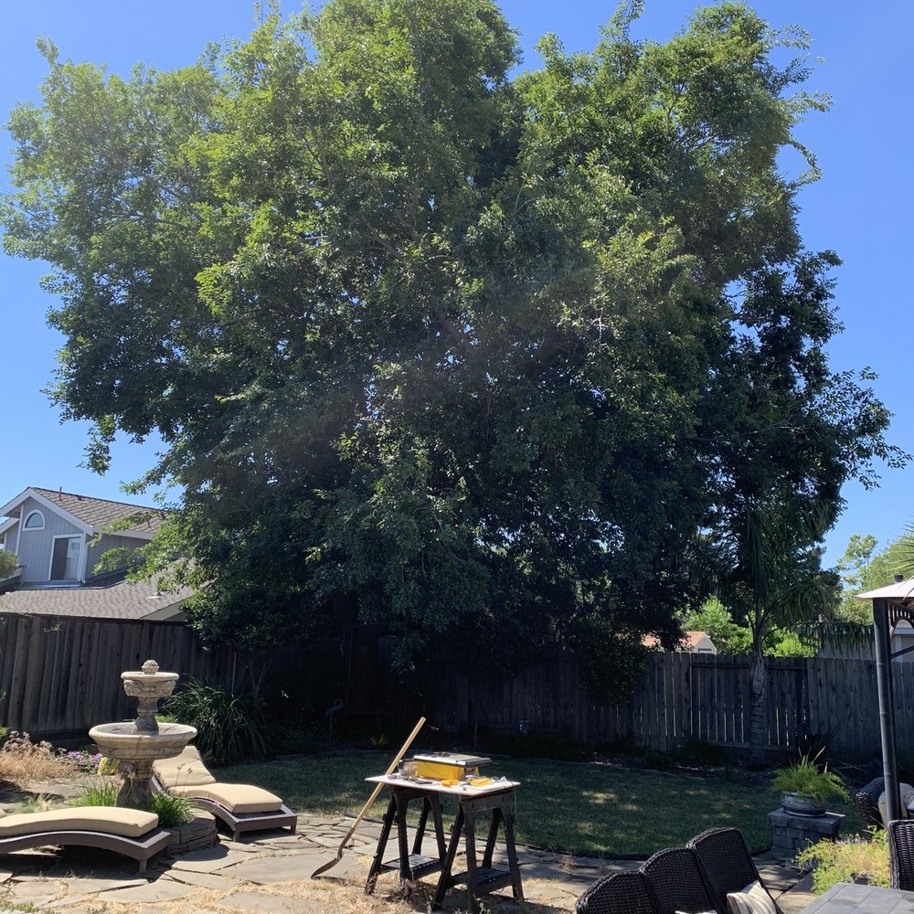 Monticello Tree Service - Tree Services Near Me Monticello Tree Service - Tree Services Near Me