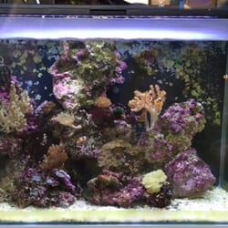 Acquari Tridacna - Acquario marino