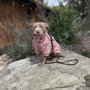 Photo of Speaking K9