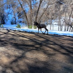 Waterton Canyon - Sheep on path