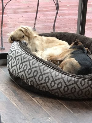 BEAVER CROSSING ANIMAL HOSPITAL - Updated December 2024 - 39 Reviews