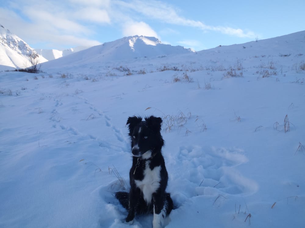 Happy Husky Services, LLC - pet boarding facility in Anchorage, AK