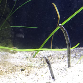 Austin Aquarium - Wormy eel things - Aquariums Near Me - Austin, Texas