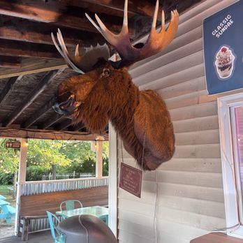 Mainely Custard - The moose tries to convince you to share your custard. - Ice Cream & Frozen Yogurt Near Me - Freeport, Maine Mainely Custard - The moose tries to convince you to share your custard. - Ice Cream & Frozen Yogurt Near Me - Freeport, Maine
