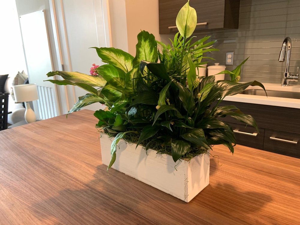 VIVA’S FLOWER SHOP 29 Photos 79B Concord St, Framingham