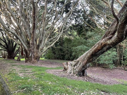 Auckland Domain by null