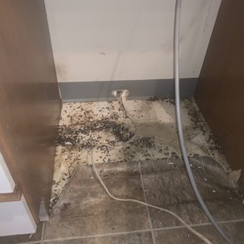 A&A Pest Control - This is the dishwasher area where the rat was making a home - Pest Control Near Me - Portland, Oregon