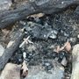 Photo of Uwharrie National Forest