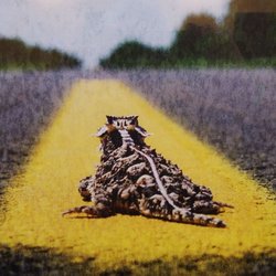 Horny Toad Harley Davidson