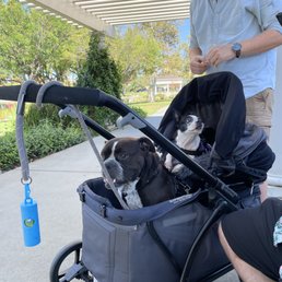 Cash and Callie practicing in their cart with Brian at Harveston Lake Cash and Callie practicing in their cart with Brian at Harveston Lake