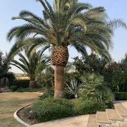 This Canary palm is one of several palms that were shaped and cleaned up. Such a difference! This Canary palm is one of several palms that were shaped and cleaned up. Such a difference!