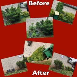 Picky Pike's Outdoor Solutions - Lewisville NC cleaned up bushes and landscaping