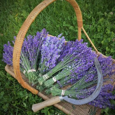 Okanagan Lavender & Herb Farm by null