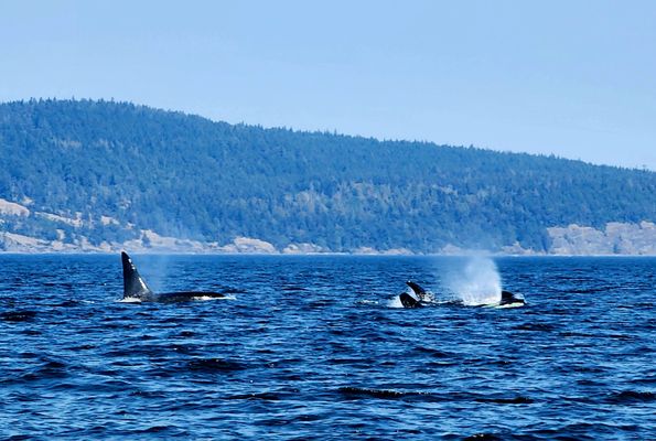 Western Prince Whale Watching Adventures by null
