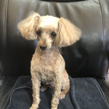 All Fur Love - Tica new hair cut.  I love love - Pet Groomers Near Me - Washington, Utah