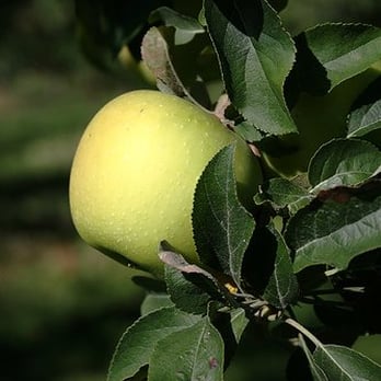 Jonamac Orchard - Fruits & Veggies Near Me - Malta, Illinois