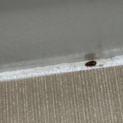 Comfort Suites Wilson - I - 95 - Roach 1 of many
