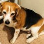 Photo of Care Small Animal Hospital