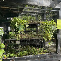 Hanging Gardens