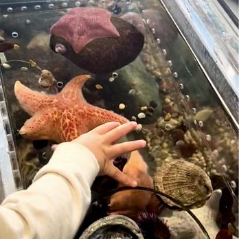 Central Coast Aquarium - Starfish - Aquariums Near Me - Avila Beach, California Central Coast Aquarium - Starfish - Aquariums Near Me - Avila Beach, California