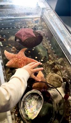 Central Coast Aquarium by null