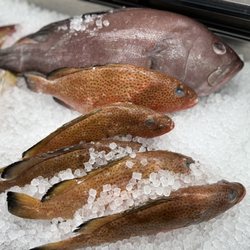 Naples Fish Market Plus