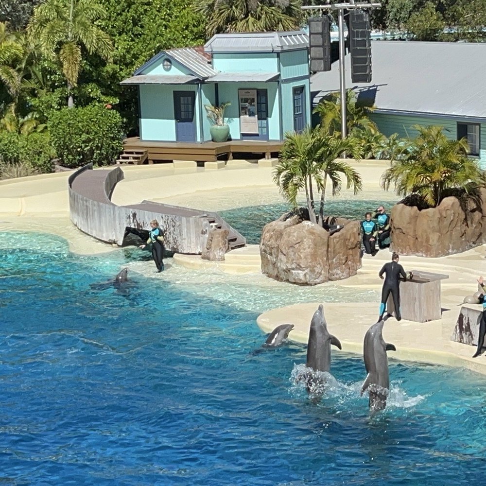 Dolphin Theater - Flipper and friends - Stadiums & Arenas Near Me - Orlando, Florida Dolphin Theater - Flipper and friends - Stadiums & Arenas Near Me - Orlando, Florida