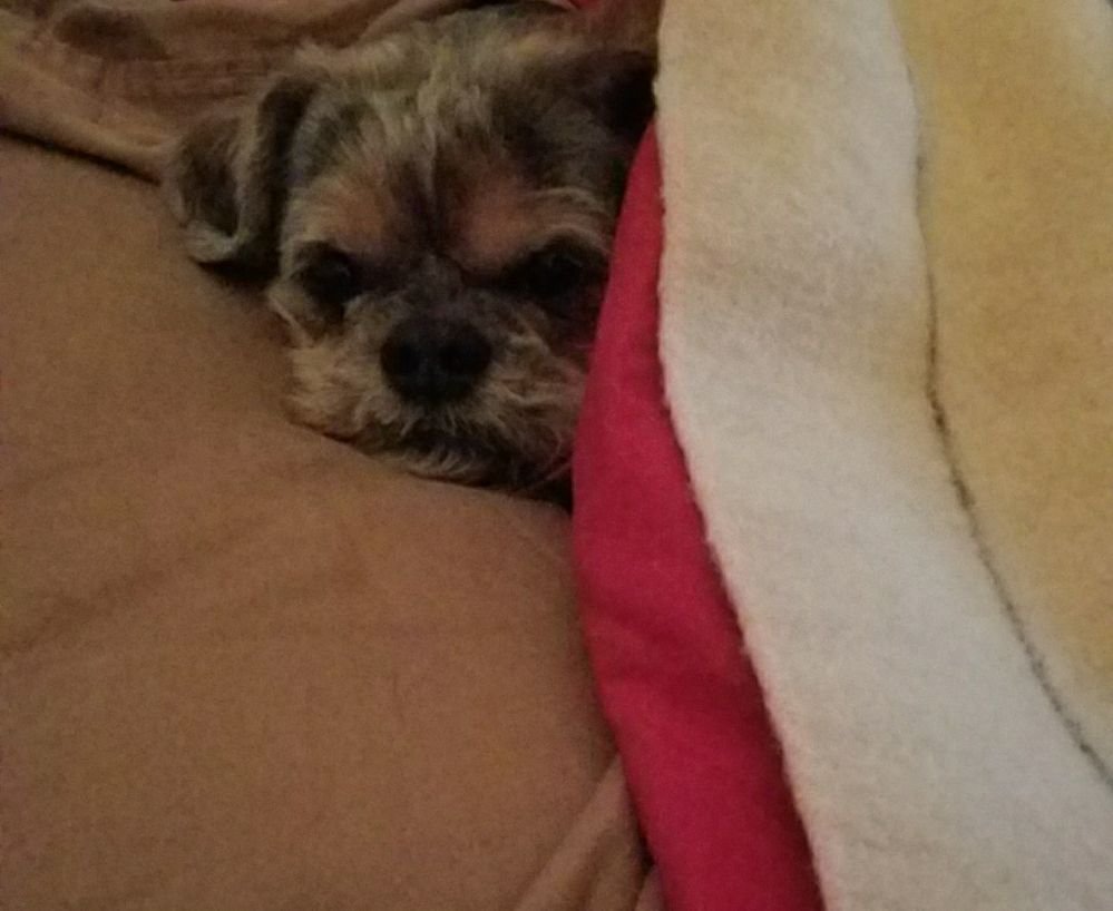 DINKLE DOG GROOMING Updated August 2024 46A Cowanesque St