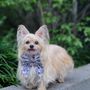 Photo of Whiskers Holistic Petcare