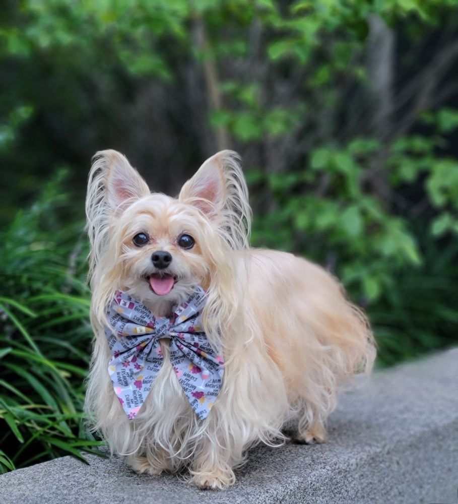 Whiskers Holistic Petcare Image