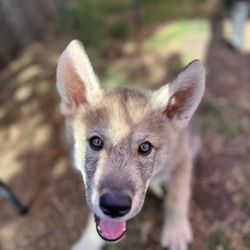 Doglingual Canine Training