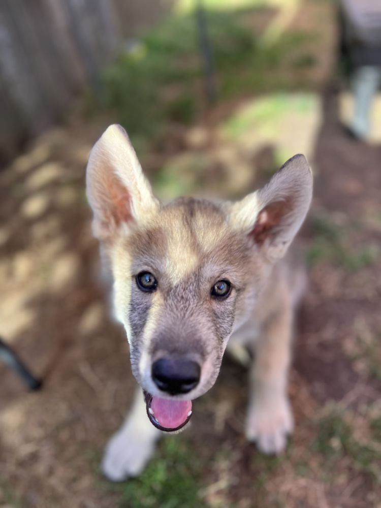 Doglingual Canine Training - pet boarding facility in Beaverton, OR